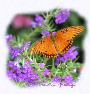 Butterfly