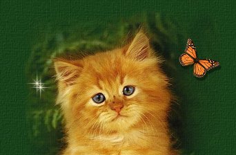Main Image Top