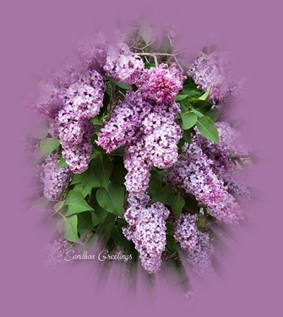 lilacs