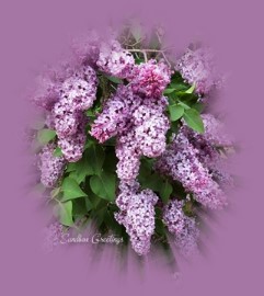 lilacs