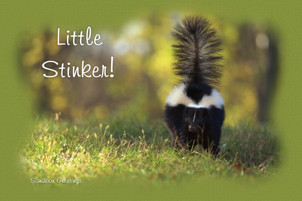 Skunk
