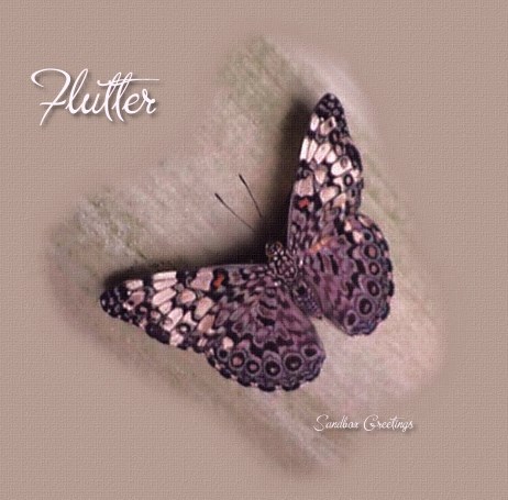 moth