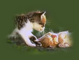 kittens
